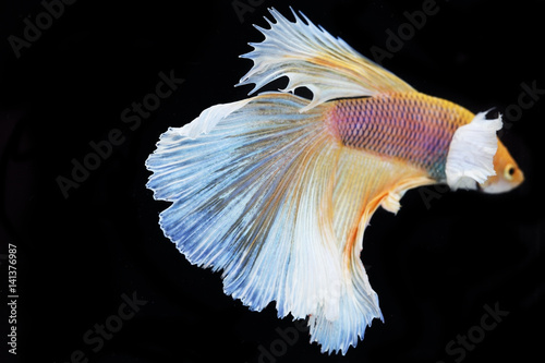colorful betta(siam fighting fish) isolated on black background.