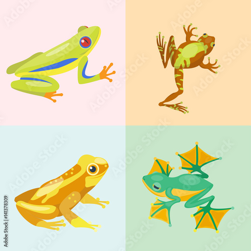 Frog cartoon tropical animal cartoon nature icon funny and isolated mascot character wild funny forest toad amphibian vector illustration.