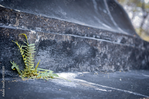 Fern Growing Against The Odds