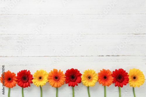 Gerbera au Holz / Frühling