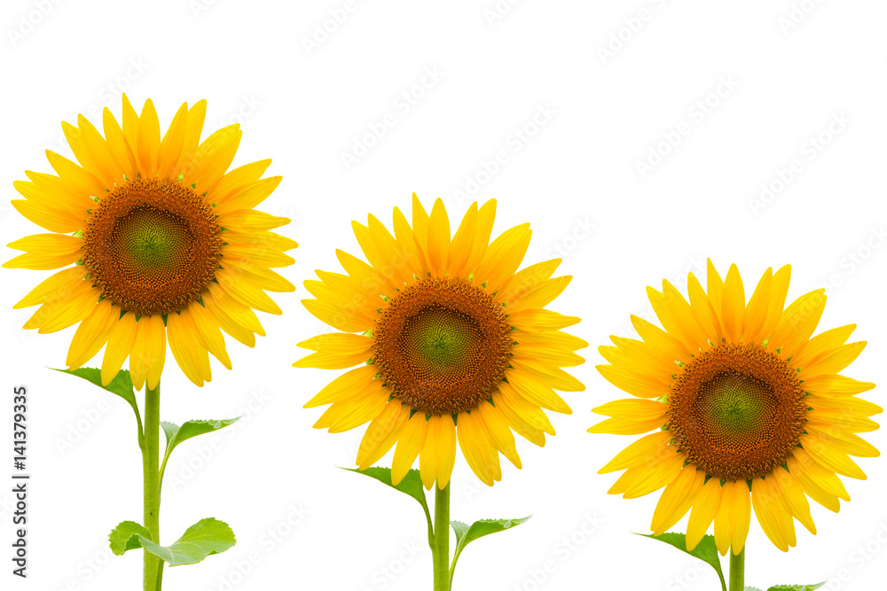 Fototapeta premium Sunflower isolated on white background