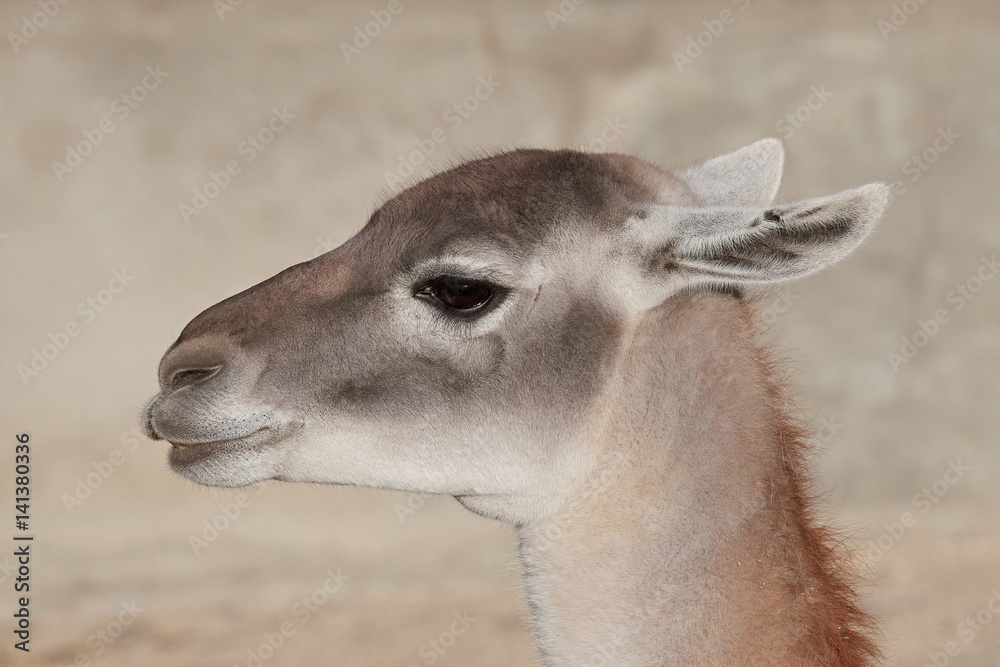 Obraz premium Llama (Lama glama)