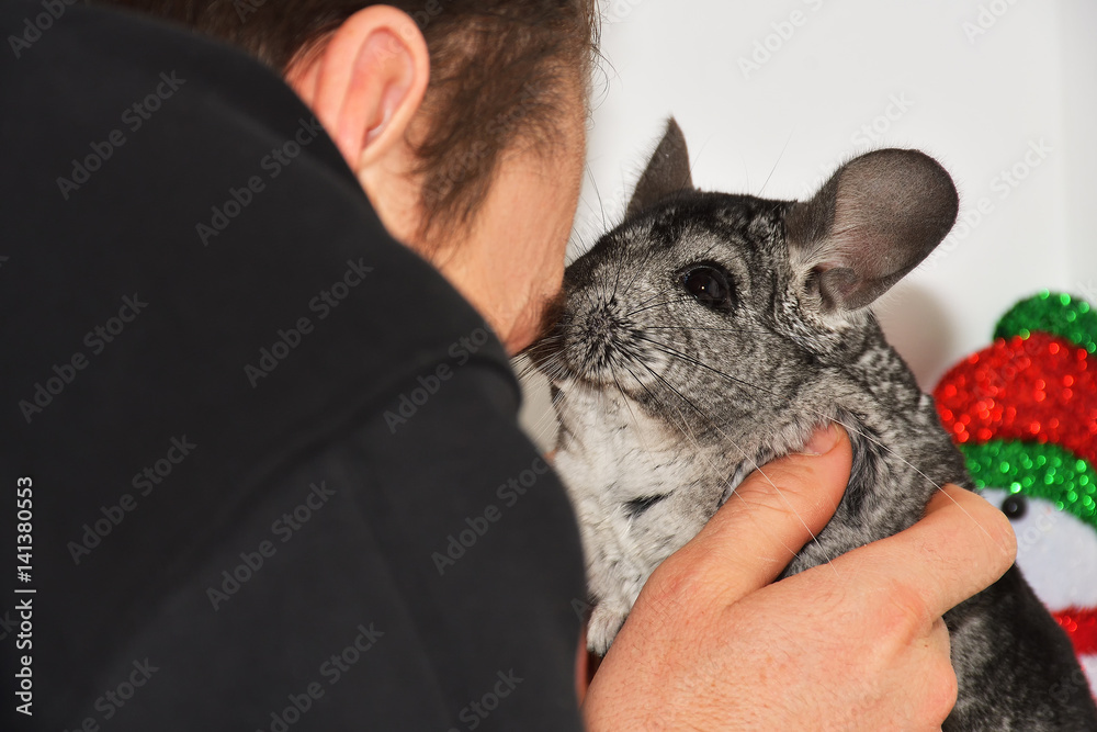 man playing with his chinchilla man playing with his chinchilla
