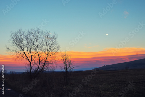 In the evening, the tree silhouette, very beautiful © brszattila