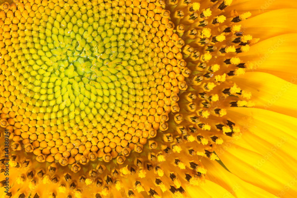 Core of of the flower, texture. Sunflower close-up. Seeds and oil. Flat lay, top view. Macro Core of of the flower, texture. Sunflower close-up. Seeds and oil. Flat lay, top view. Macro