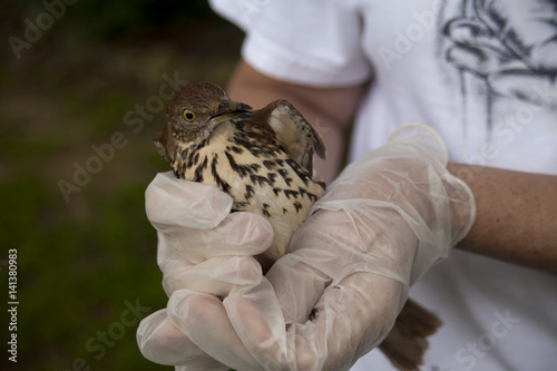 Gloved hands holding fearful Brown Thrasher (Toxostoma rufum)