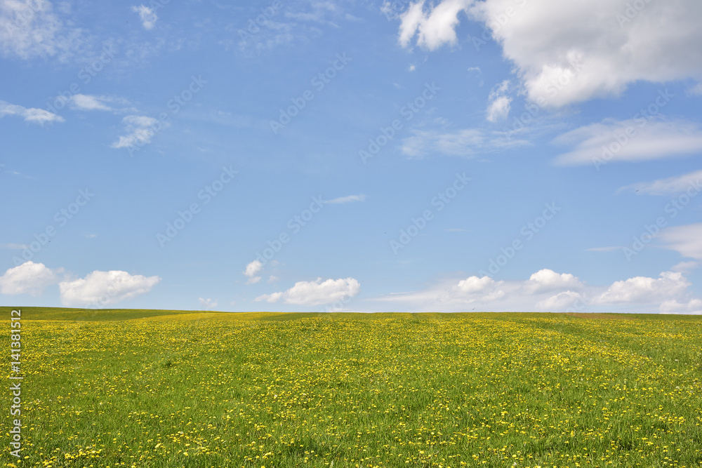 Obraz premium Dandelion on green field and blue sky