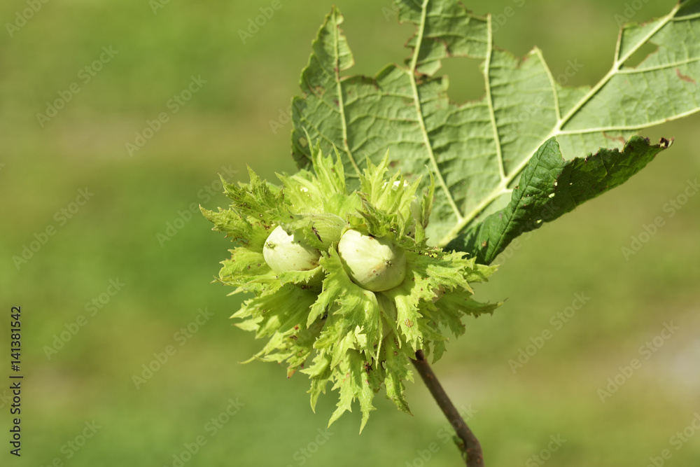 unripe hazelnuts on a tree branch unripe hazelnuts on a tree branch