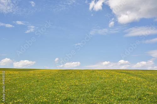 Dandelion on green field and blue sky