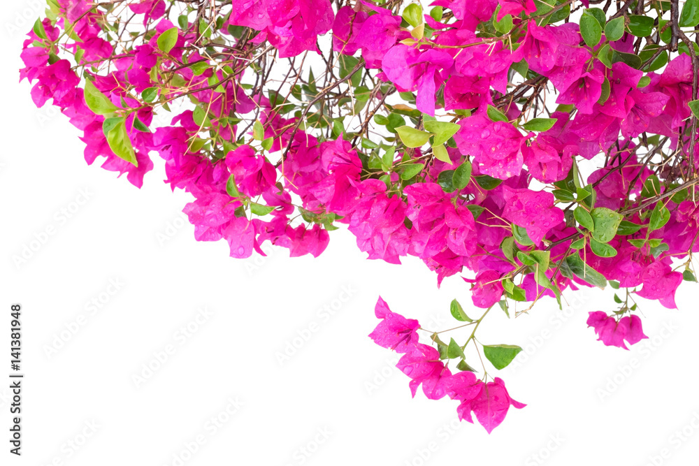 Pink bougainvillea flowers with water droplets isolated on white ...