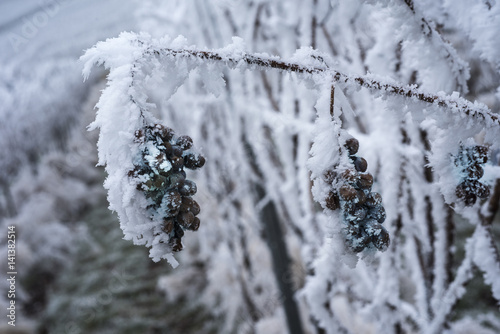 Frozen Ice Wine Grapes in a vineyard near Baden Baden_Baden-Württemberg, Germany photo