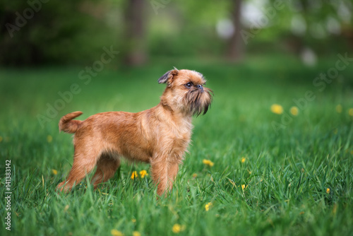 brussels griffon dog standing outdoors in summer