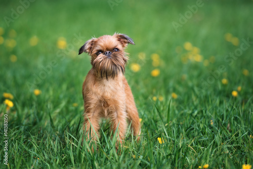 brussels griffon dog  posing outdoors in summer photo
