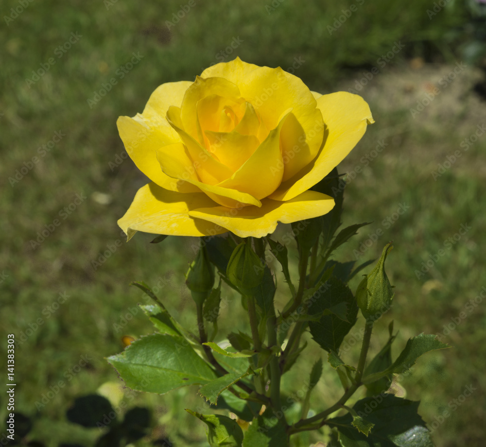 Beautiful roses in the Rose Garden at the Beutig, Blackforest, Baden-Baden, Baden-Württemberg, Germany, Europe Beautiful roses in the Rose Garden at the Beutig, Blackforest, Baden-Baden, Baden-Württemberg, Germany, Europe