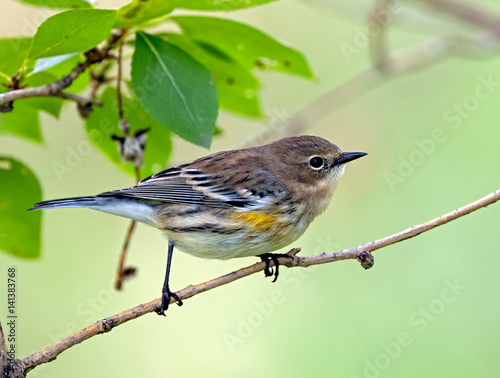 Yellow-rumped Warbler - Adult female (Myrtle) © imaton