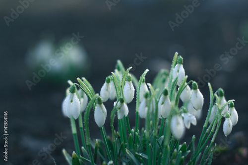 The first flowers of spring snowdrops in the evening forest