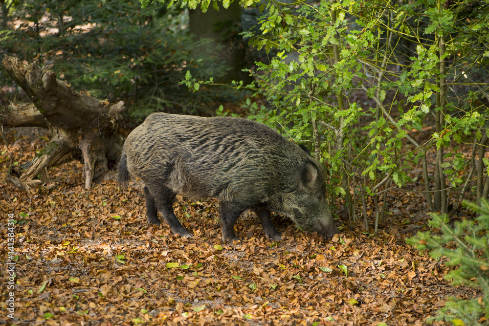 Wild boars in the Black Forest looking for food, Baden Baden, Germany Wild boars in the Black Forest looking for food, Baden Baden, Germany