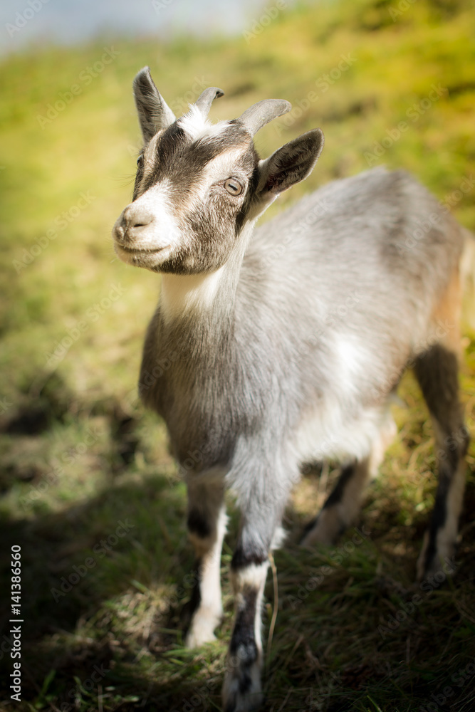 Fototapeta premium Beautiful goat kid outside