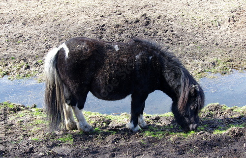 Kucyk w błocie