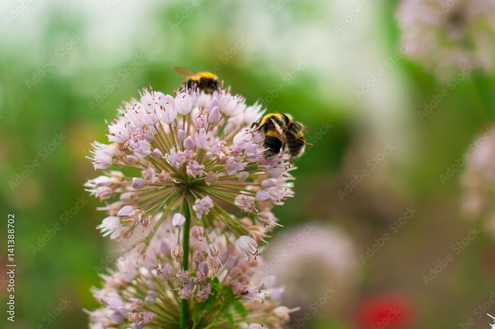 The bee pollinates the flower in the garden. It's time for flowering, beekeeping and honey production. The bee pollinates the flower in the garden. It's time for flowering, beekeeping and honey production.