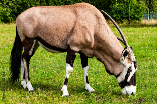 Antilope beim grasen photo