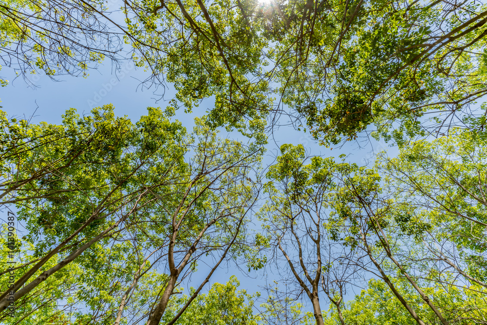 Fototapeta premium Top of the trees