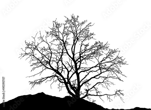 Realistic tree silhouette (Vector illustration).