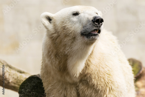 Polar bear. Ursus maritimus.