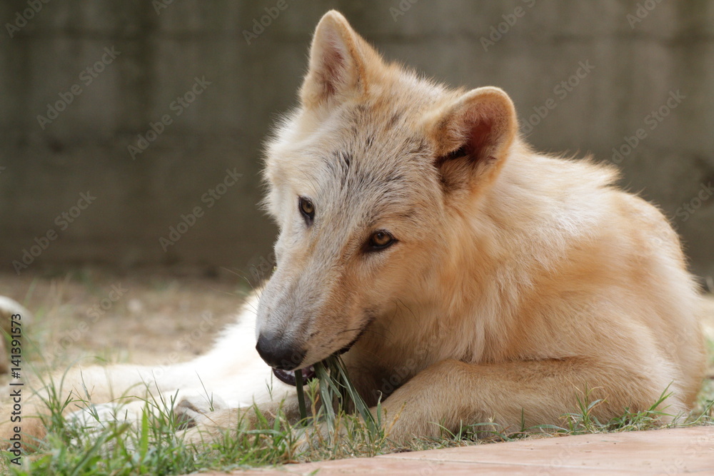 Obraz premium American wolfdogs