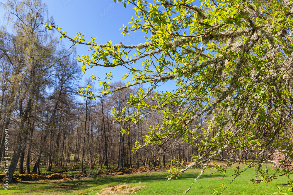 Fototapeta premium Lush green trees