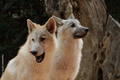 American wolfdogs