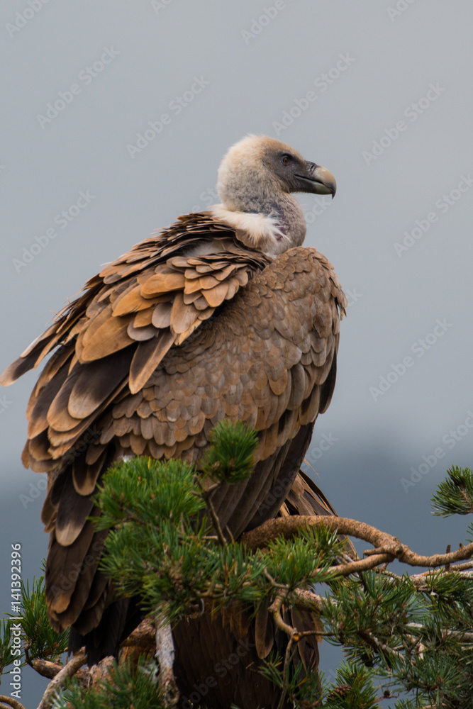 Gänsegeier Gänsegeier