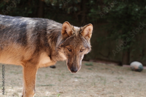 American Wolfdog  Wolf and animals