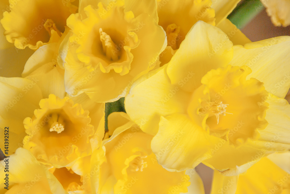 Fototapeta premium Narcissus