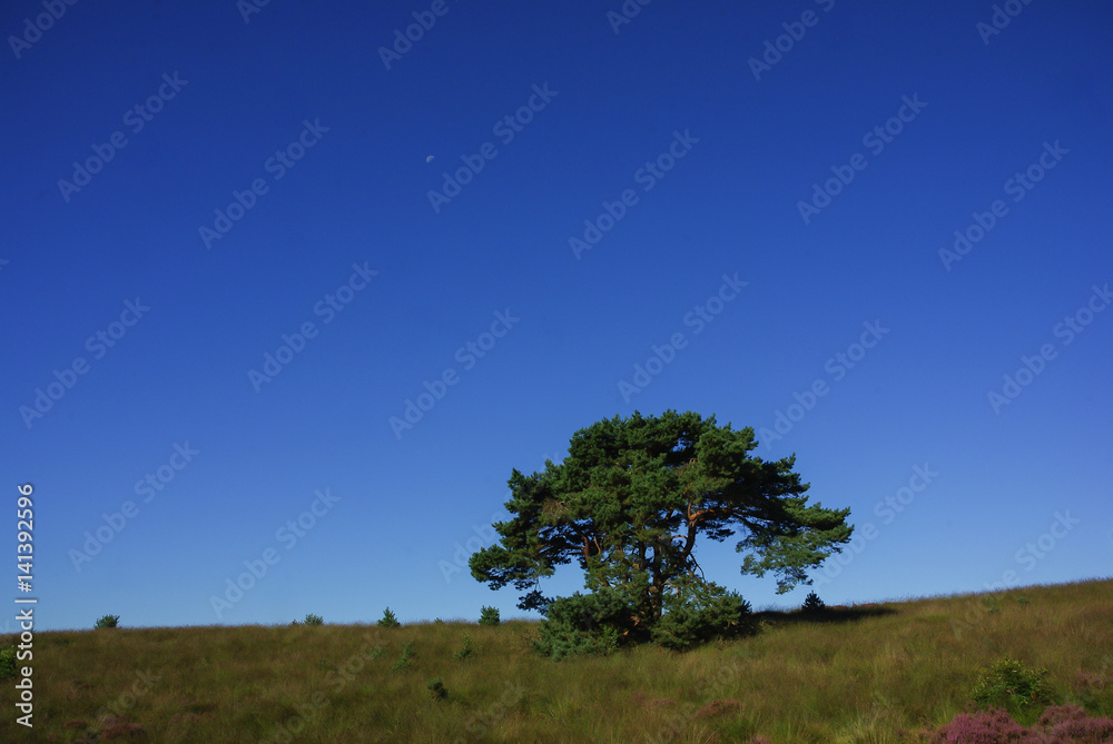 Obraz premium Veluwezoom