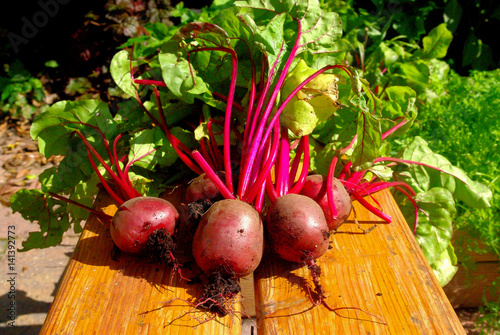 Εκτύπωση καμβά Beetroots