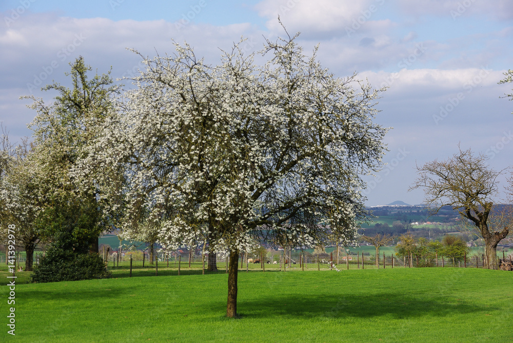 Obraz premium Fruittree