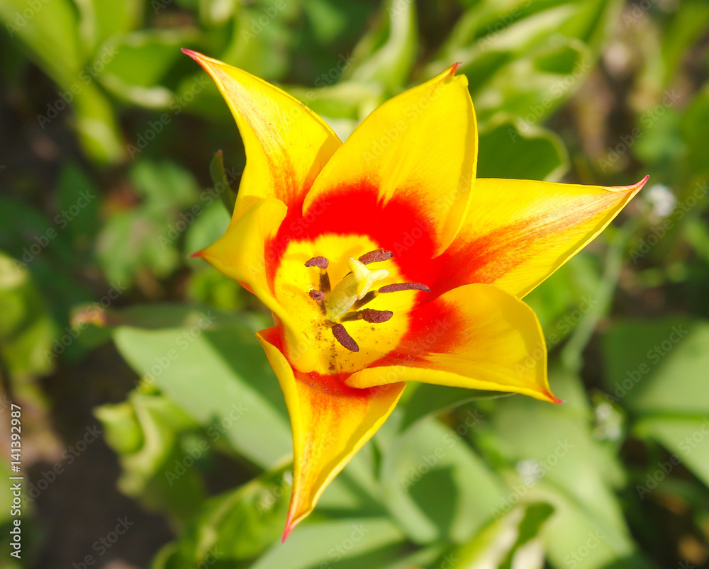 Fototapeta premium Tulip