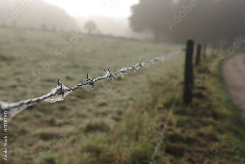 Barbed wire photo