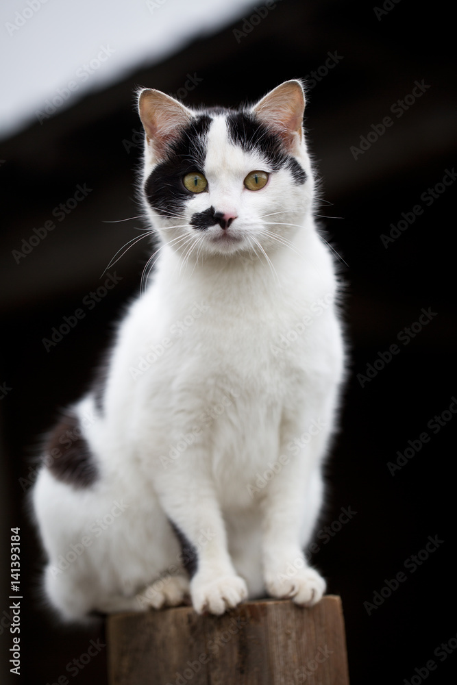Katze auf Holzplock 2 Katze auf Holzplock 2