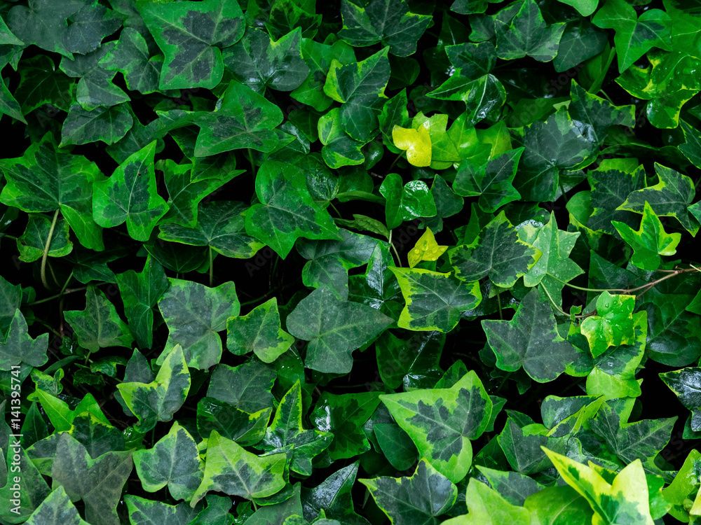 Green leaf texture. Leaf texture background. Copy space.