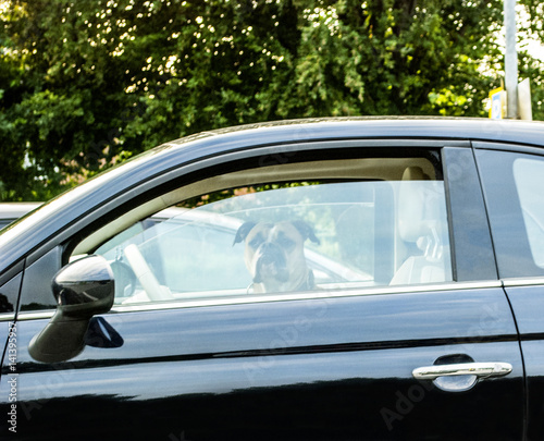 Hund / Boxer im Auto auf Parkplatz wartet geduldig auf sein Herrchen