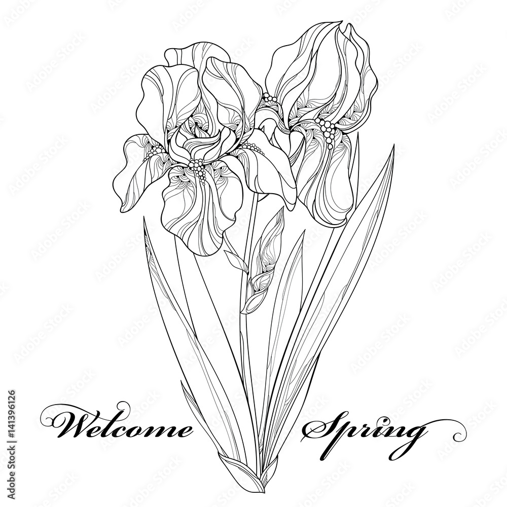 Vector illustration with outline Iris flower, bud and leaves in ...
