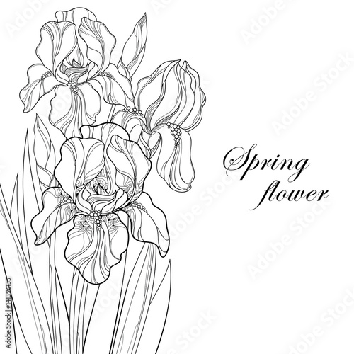 Fototapeta Naklejka Na Ścianę i Meble -  Vector greeting card with outline bouquet Iris flower, bud and leaves in black isolated on white. Ornate floral element for spring and summer design, coloring book. Bunch of Irises in contour style.