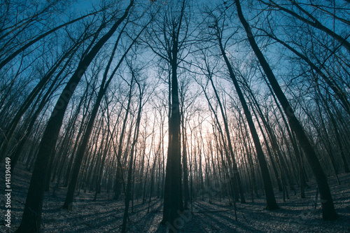 Spring fisheye forest photo