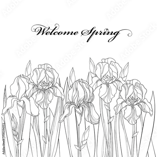 Fototapeta Naklejka Na Ścianę i Meble -  Vector horizontal border with outline Iris flower, bud and leaves in black isolated on white. Ornate floral element for spring and summer design, coloring book. Bouquet of Irises in contour style.
