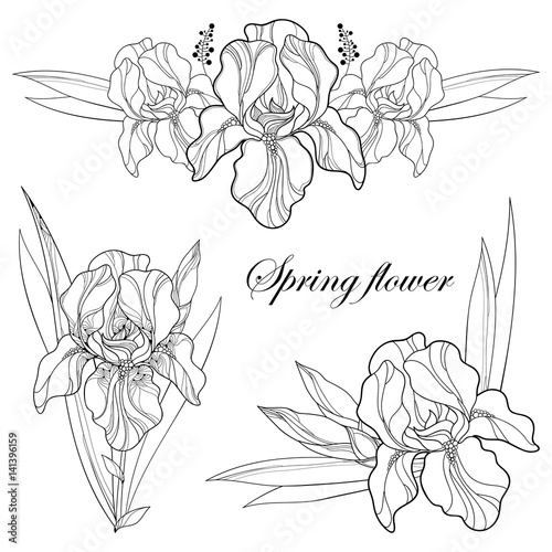 Fototapeta Naklejka Na Ścianę i Meble -  Vector set with outline composition of Iris flower, bud and leaves in black isolated on white. Ornate floral element for spring or summer design, greeting, coloring book with Irises in contour style.