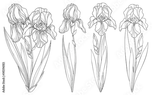 Fototapeta Naklejka Na Ścianę i Meble -  Vector set with outline Iris flower, bud and leaves in black isolated on white background. Ornate floral templates for spring or summer design, greeting, coloring book with Irises in contour style.