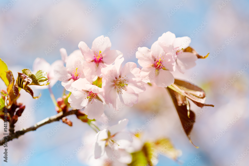 blossoming Oriental cherry sakura