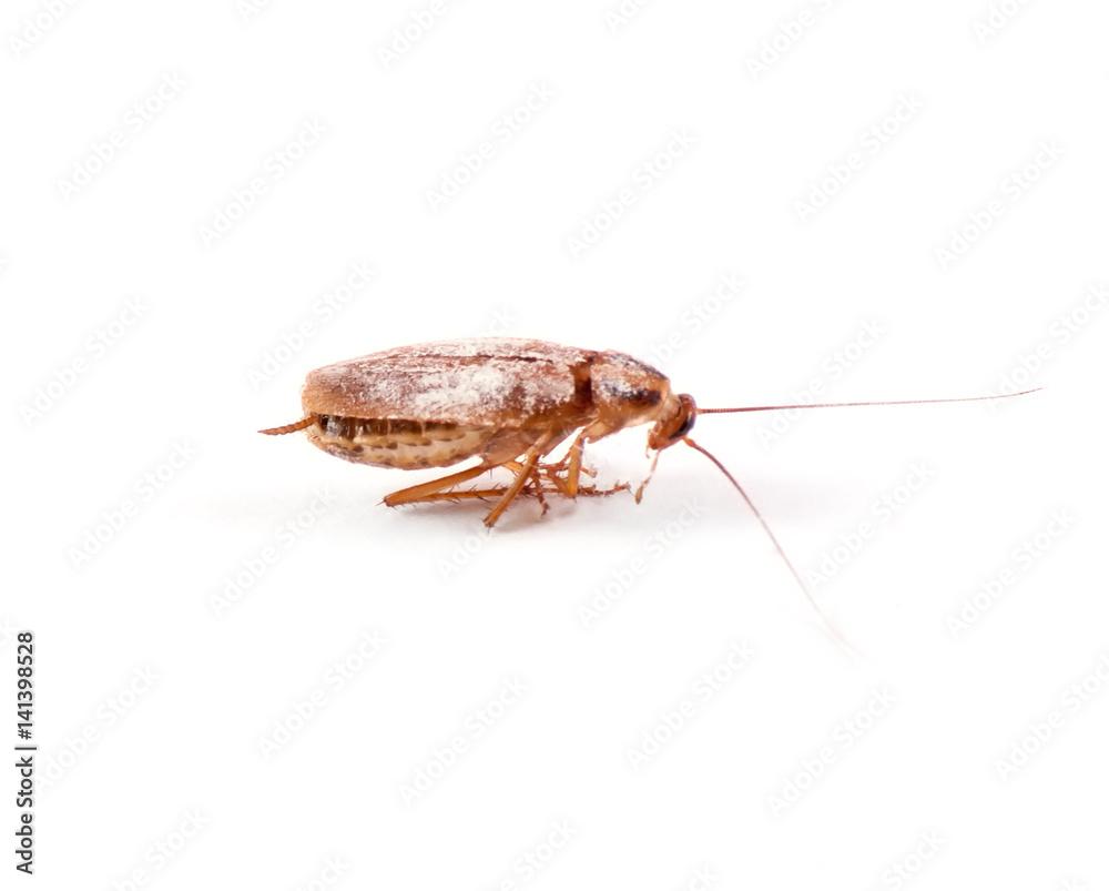 Dead cockroaches isolated